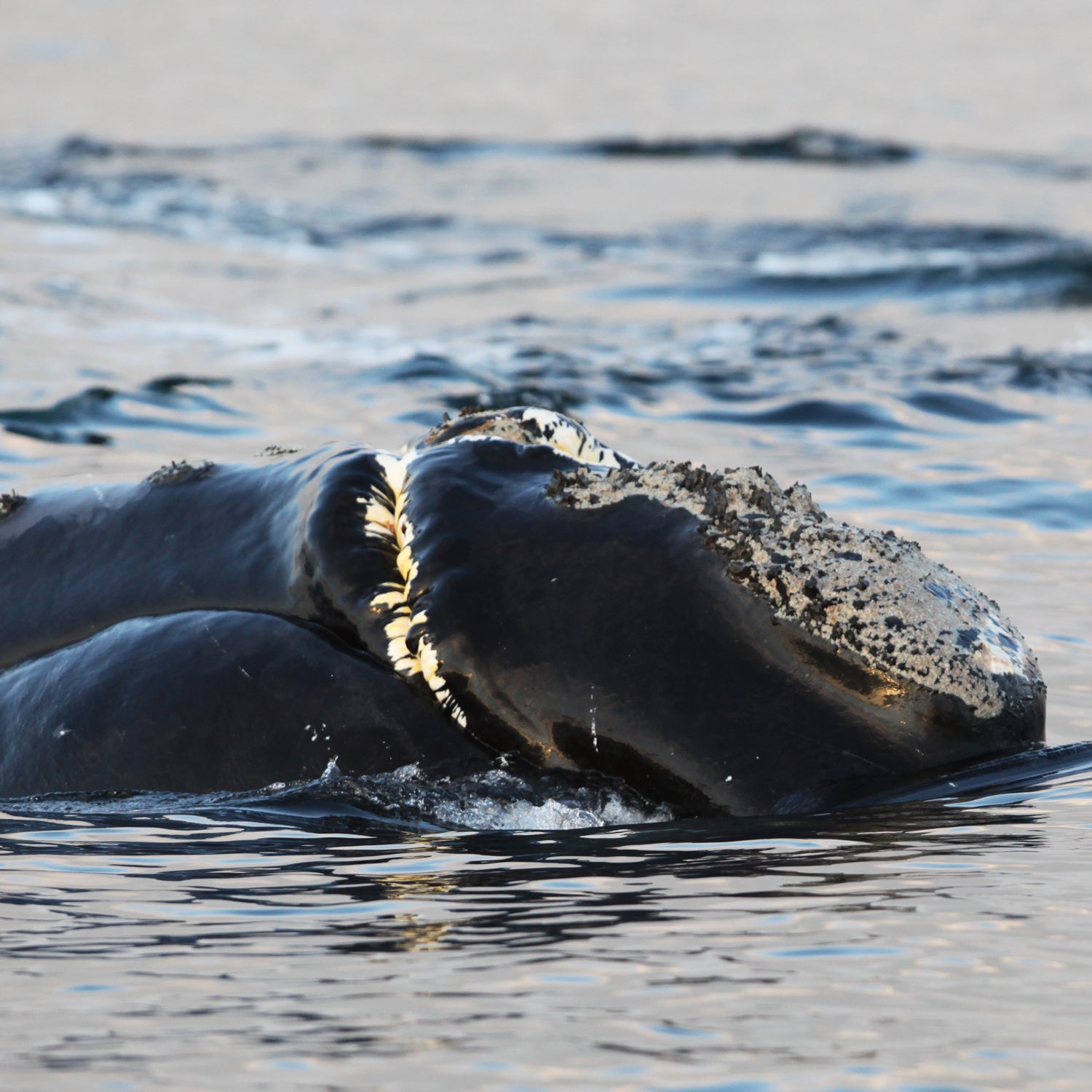 Hopeful signs for declining population of gray whales along West