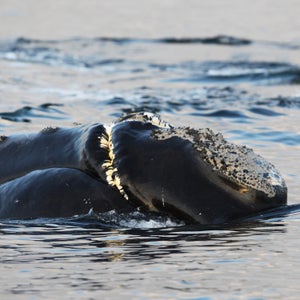 The North Pacific right whale seen at Swiftsure Bank in 2013