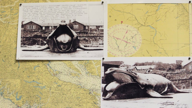 A right whale taken by whalers from the Coal Harbor whaling station of British Columbia in 1951