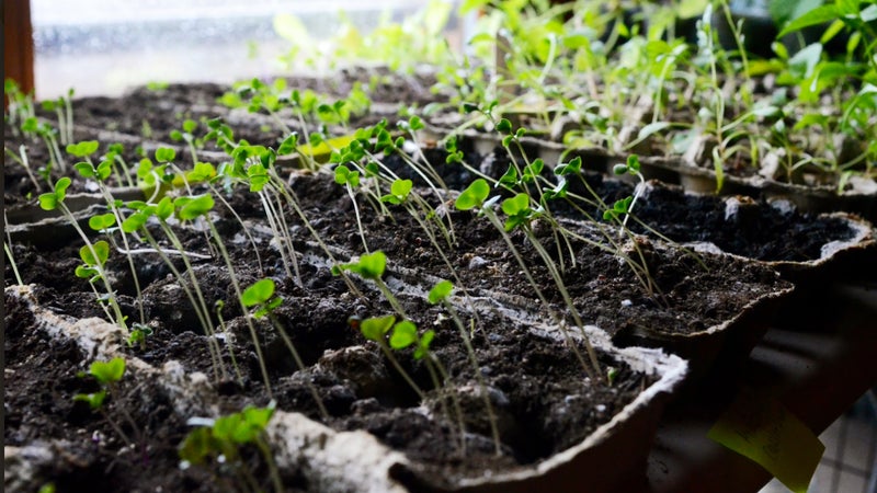 Seedlings from the 2020 Ketcham vegetable garden.