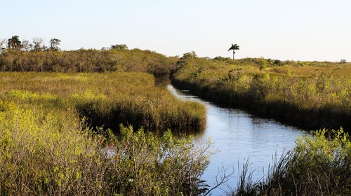 Pythons are destroying the rich biodiversity of the Everglades’ thriving ecosystem.