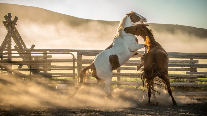 Horses at the J Bar L Ranch, a unique, conservation-friendly ranch nestled in the wide-open land of the Centennial Valley in southern Montana.