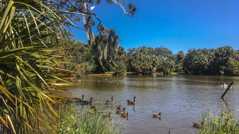 birds migrating to pond in Louisiana park