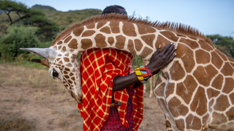 Wildlife keeper Lekupinai is nuzzled by Twiga, an orphaned giraffe in the Namunyak Wildlife Conservancy in northern Kenya.
