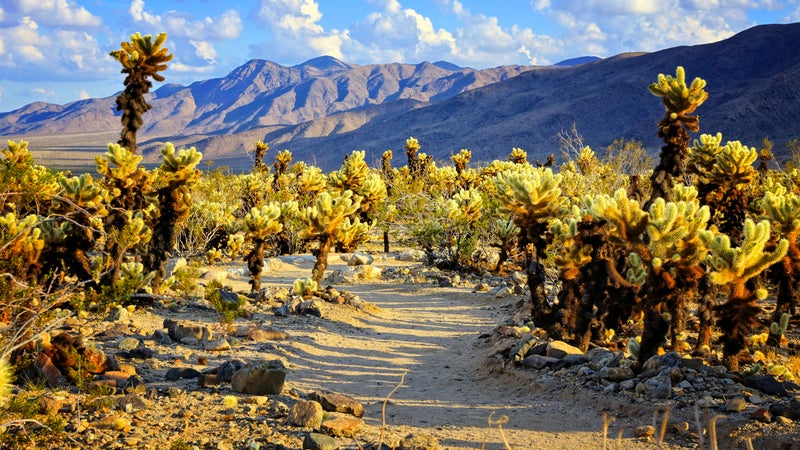 Cholla cactus garden near sunset, Joshua Tree National Park