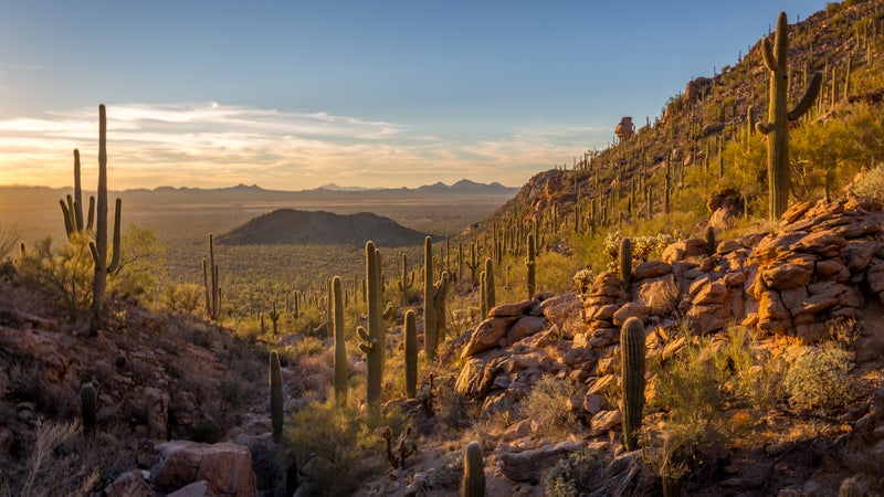 Saguaro Sunset