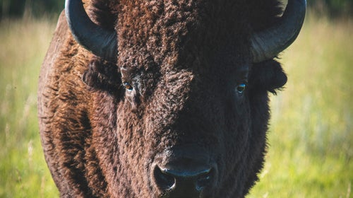 Kayleigh Davis and Kyler Bourgeous’s encounters with some ornery bison on an island in Utah’s Great Salt Lake made headlines.