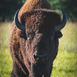 Kayleigh Davis and Kyler Bourgeous’s encounters with some ornery bison on an island in Utah’s Great Salt Lake made headlines.