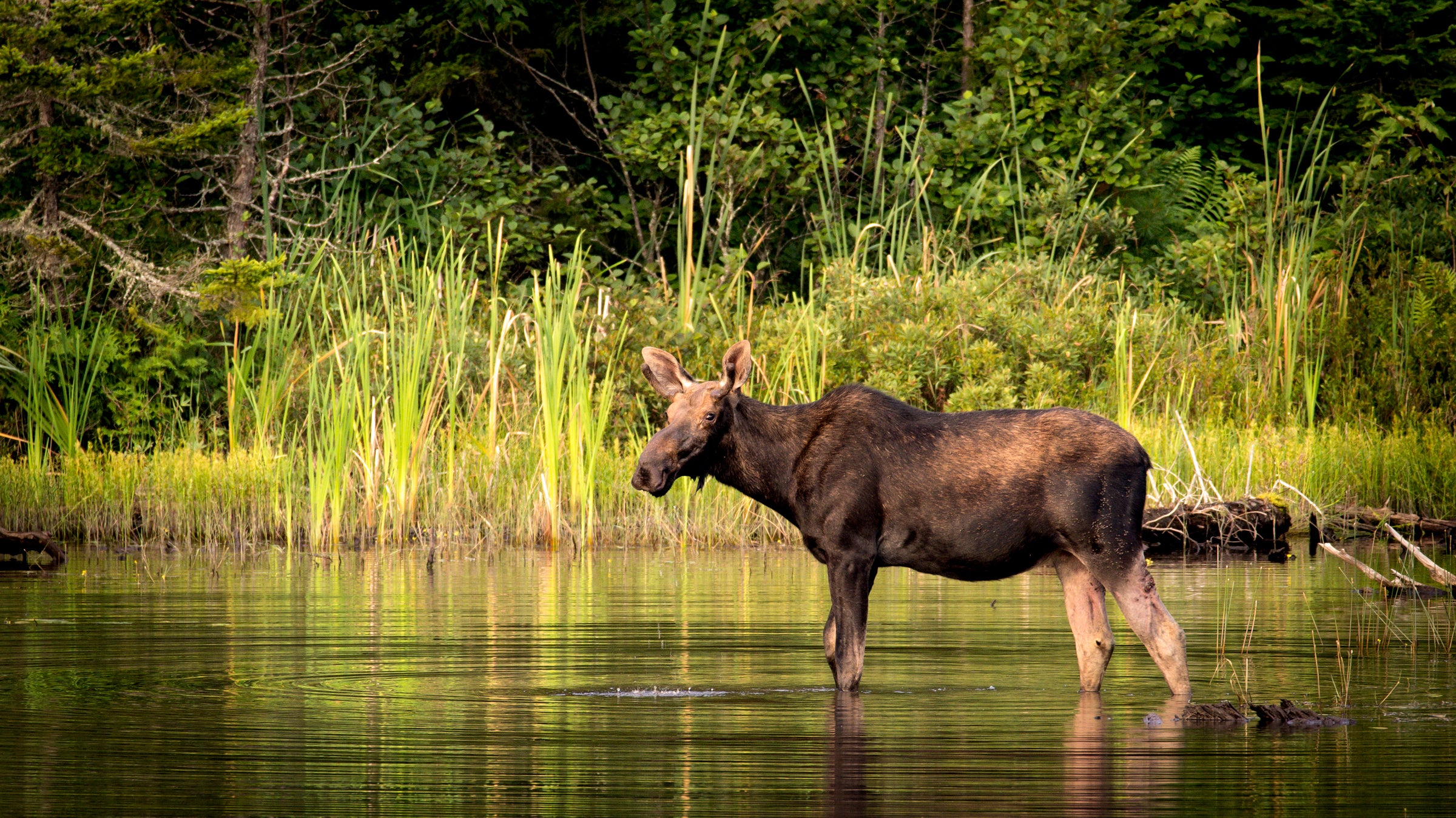 Where to See Moose in the Northeast