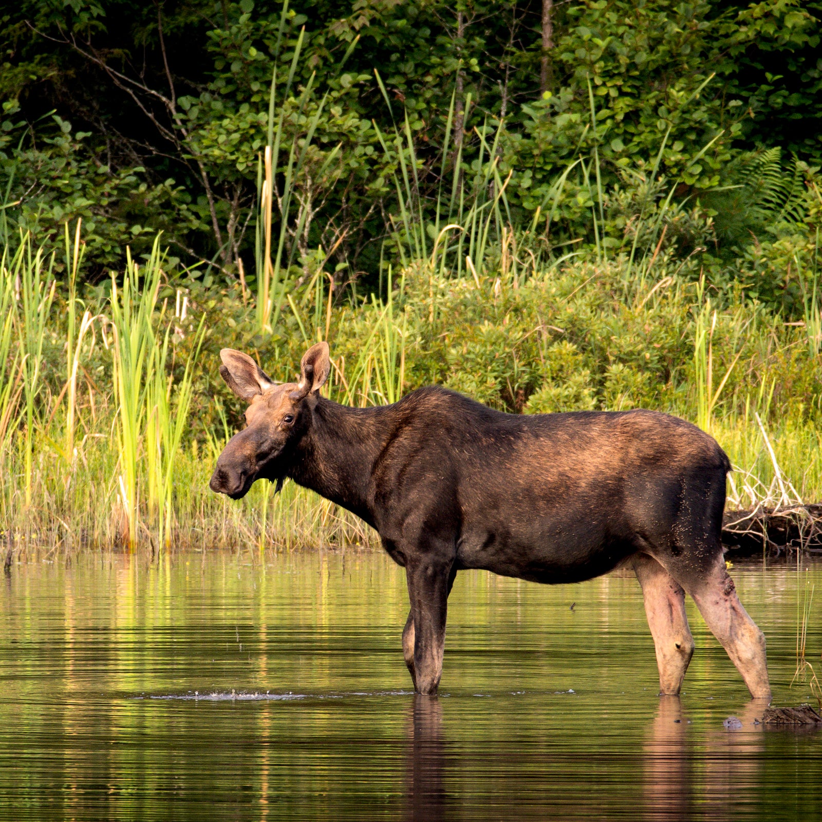 Where to See Moose in the Northeast