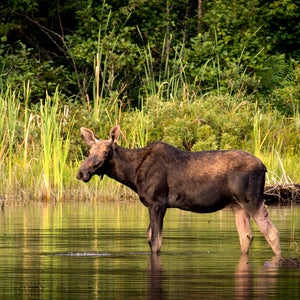 Bull Moose Watching