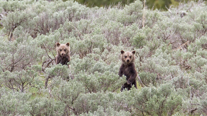 Grizzly cubs in Yellowstone. If you put in a little research and ask rangers for help, you really can see awesome things like wild animals on your very first visit.