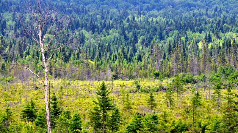 Unspoiled Great North Woods