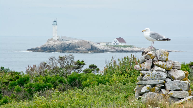 Herring gull in front of White Island