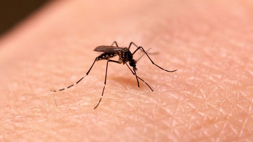 Mosquito Sucking On Human
