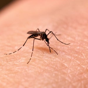 Mosquito Sucking On Human