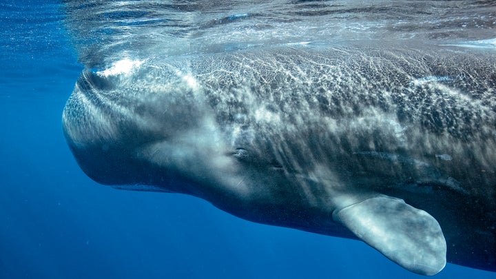 What I Saw When I Came Eye to Eye with a Whale