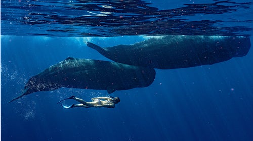 Marine scientist Gaelin Rosenwaks with a mother and child sperm whale