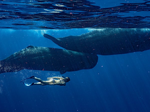 Marine scientist Gaelin Rosenwaks with a mother and child sperm whale