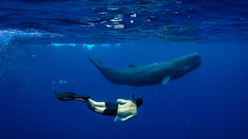 Rowan Jacobsen with a young whale