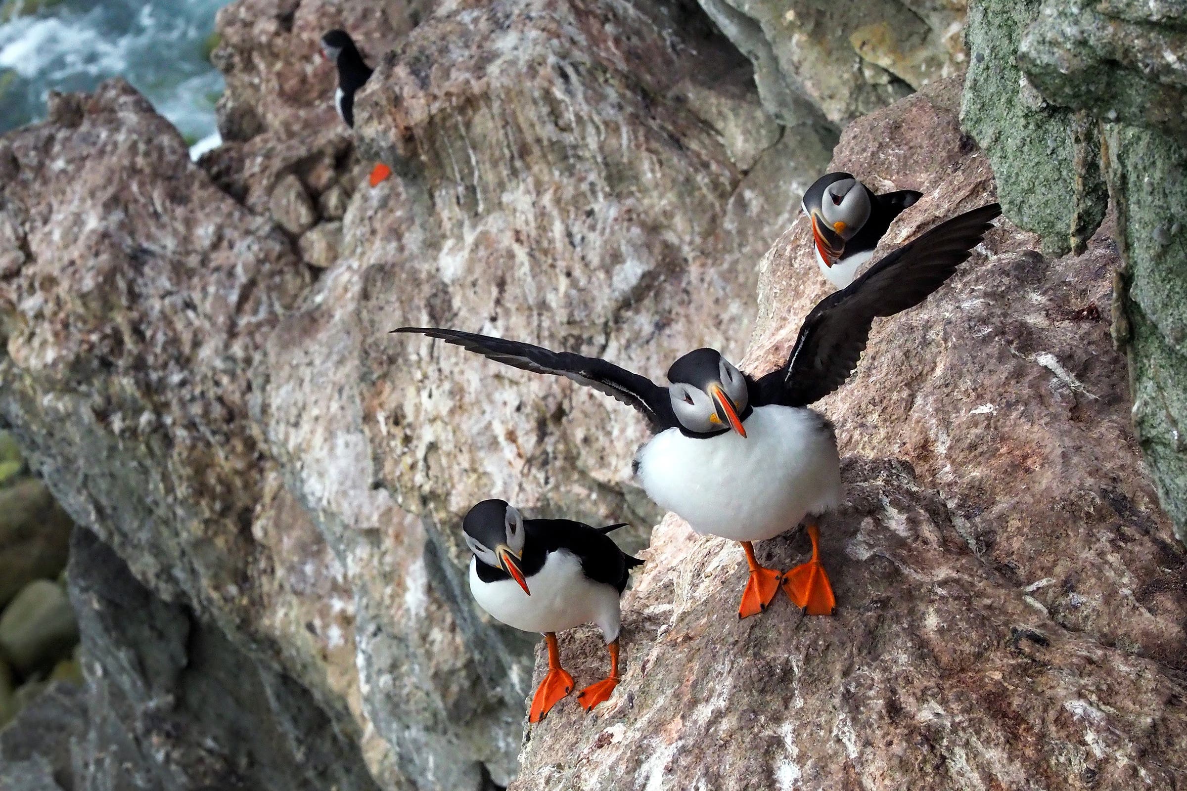 Puffins on Little Oransky