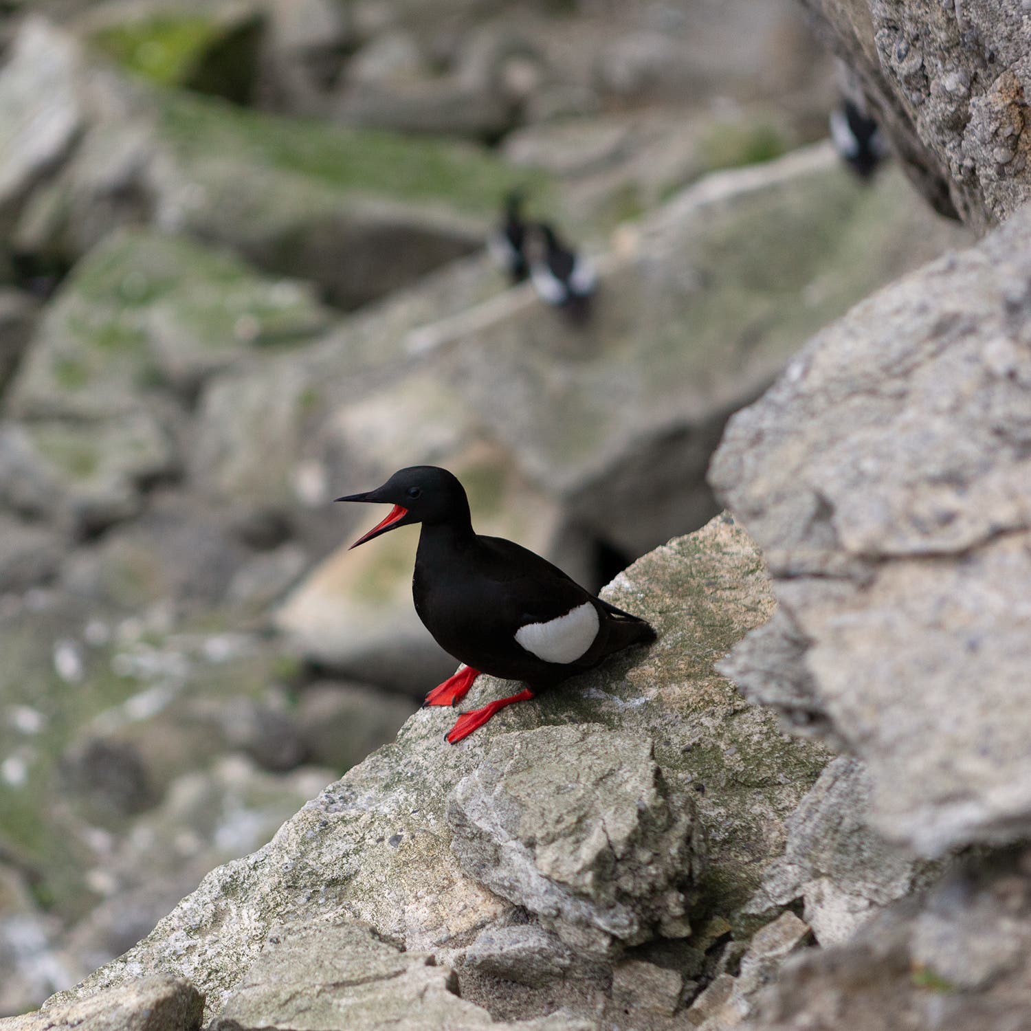 A black guillemot perches near the shore at Little Oransky.