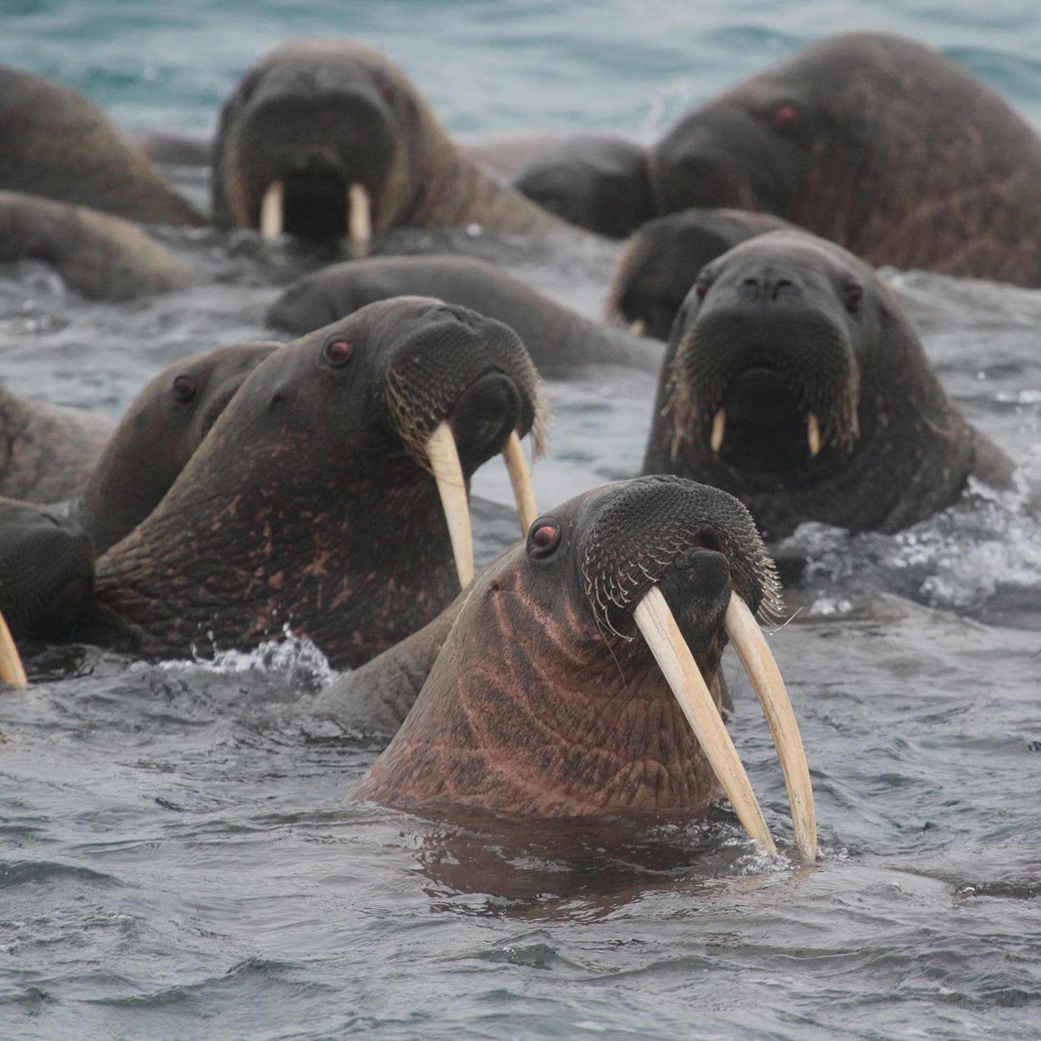 Walruses greet visitors at Big Oransky.