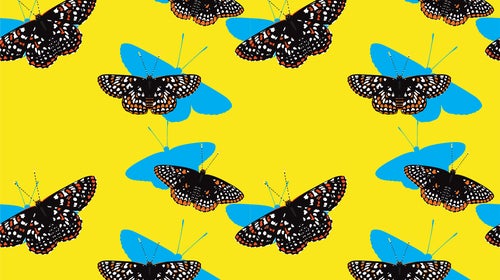 For many years, Checkerspot butterflies were thought to be “the entomological equivalent of homebodies.”