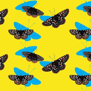 For many years, Checkerspot butterflies were thought to be “the entomological equivalent of homebodies.”