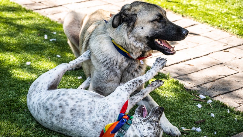 Kit and Teddy playing in my backyard. Anatolian shepherds have the strongest bite force of any dog breed; it's pretty amazing to see one playing gently with a little buddy.