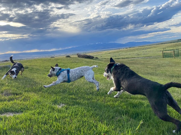 Kit plays with Osa and June June.