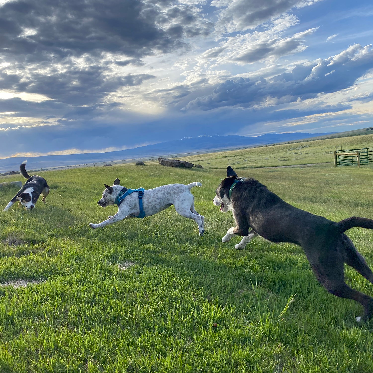 Kit plays with Osa and June June.