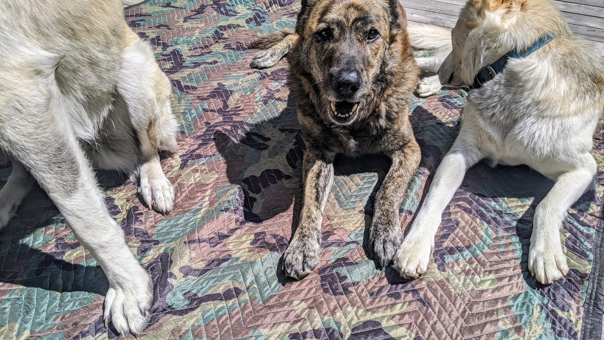 The Best Dog Blanket Costs 10