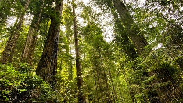 The author backpacking through the redwoods