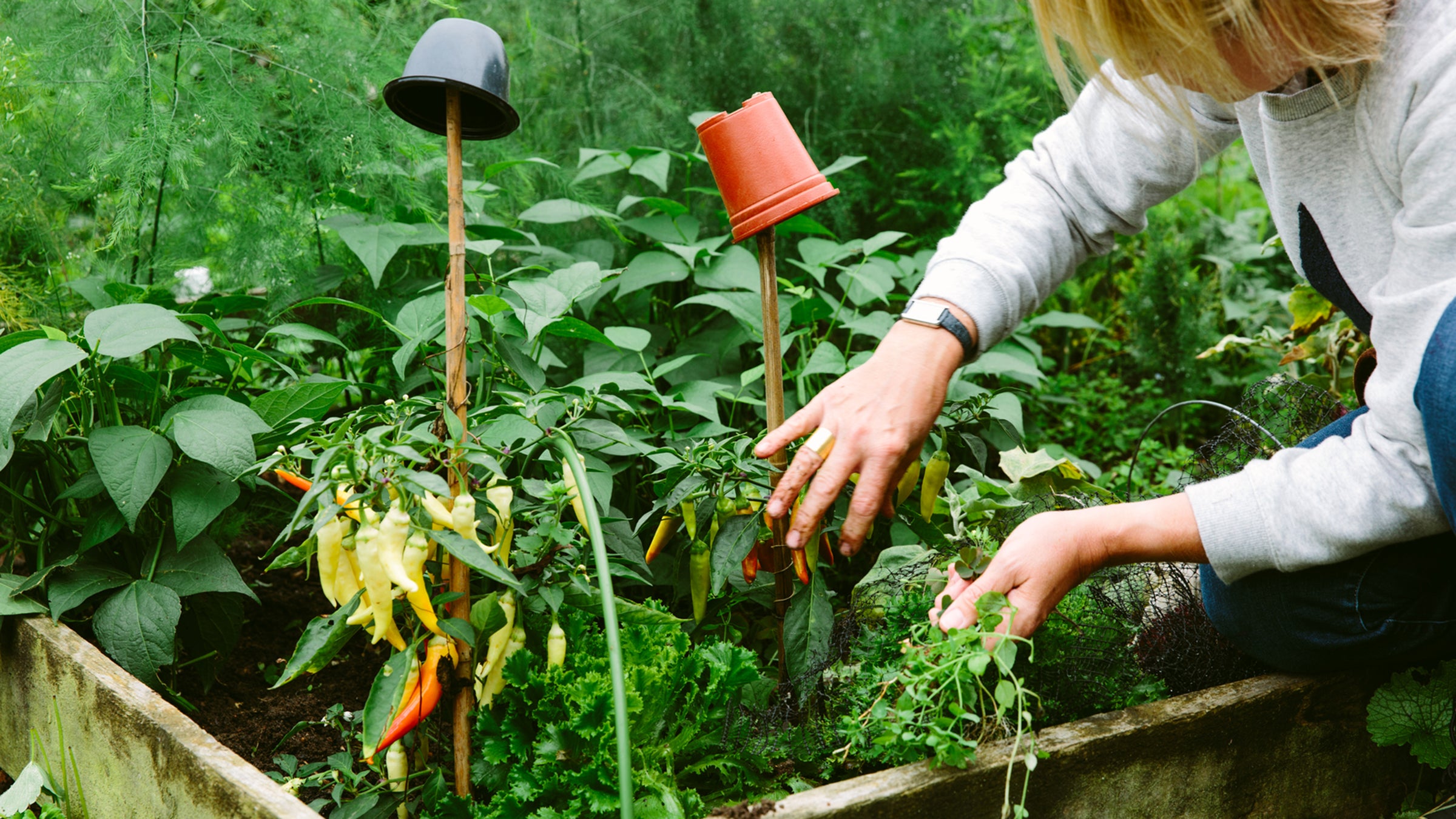 Female Gardener Working In A Vegetable Garden