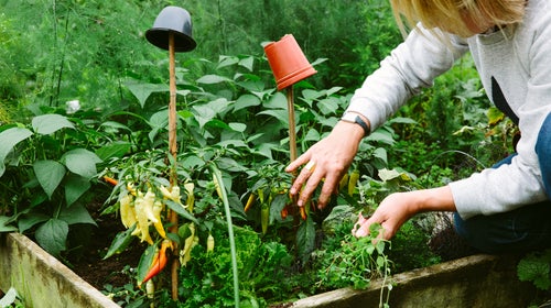 Female Gardener Working In A Vegetable Garden