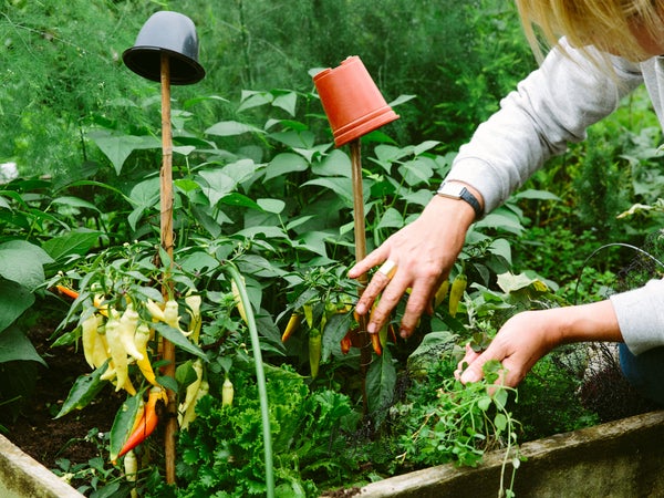 Female Gardener Working In A Vegetable Garden