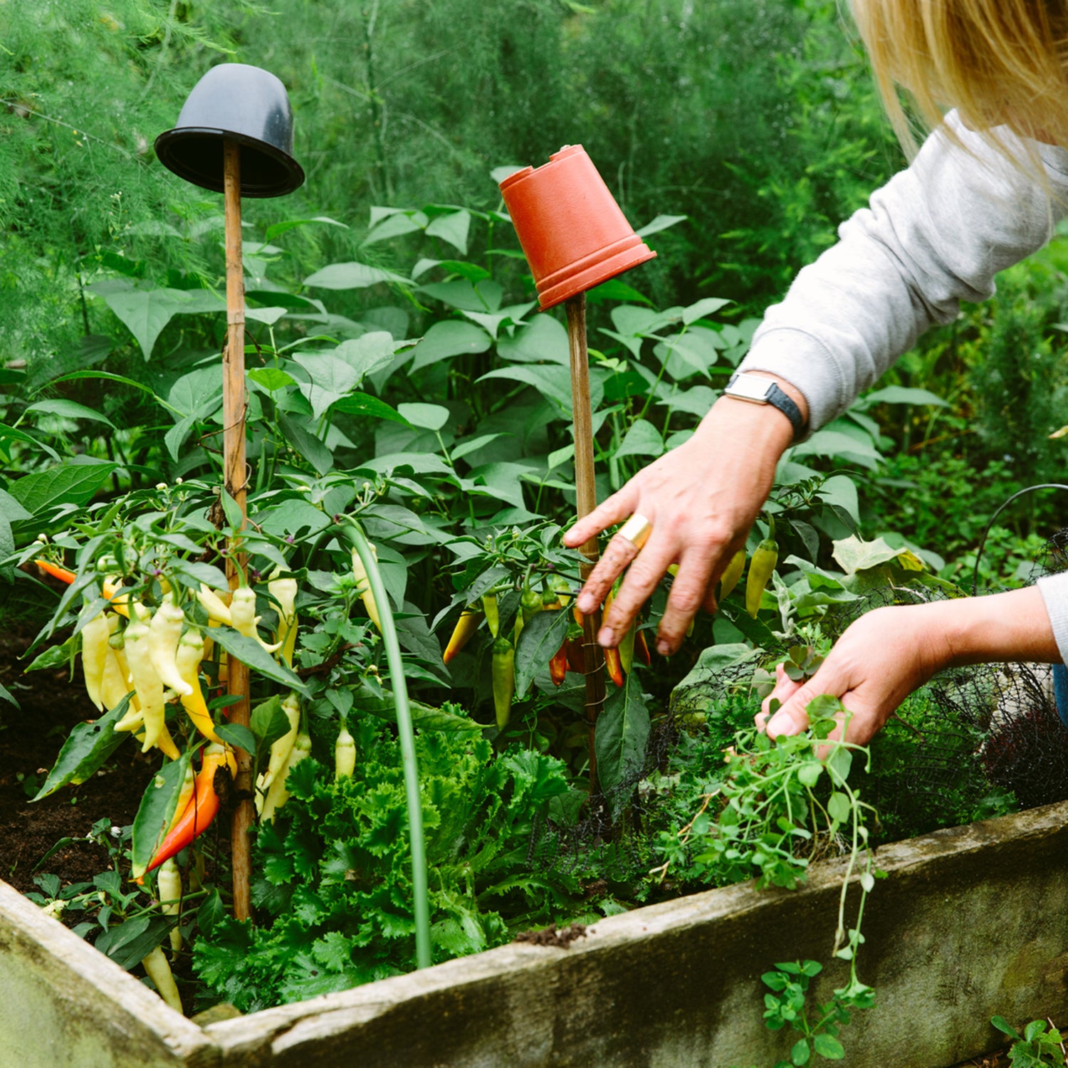 Female Gardener Working In A Vegetable Garden