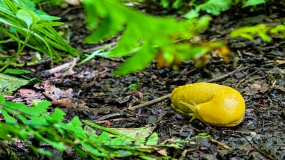 A banana slug on Redwood Creek Trail