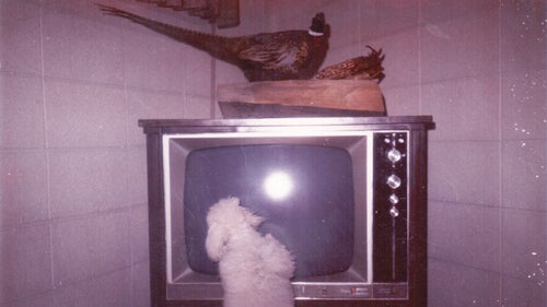 A ring-necked pheasant, mounted by the author circa 1974. (The toy poodle was alive and well.)