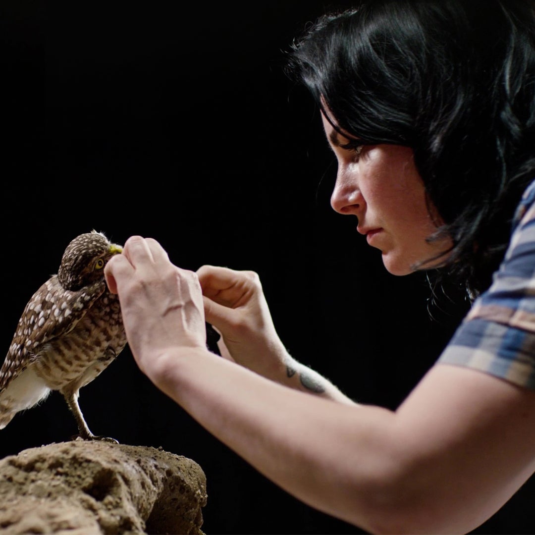 Allis Markham, putting the finishing touches on a burrowing owl