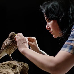 Allis Markham, putting the finishing touches on a burrowing owl