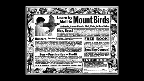 A vintage ad from the Northwestern School of Taxidermy