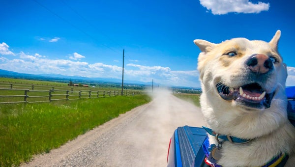 Bowie on his way to a hike