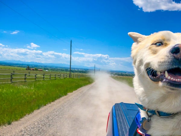 Bowie on his way to a hike