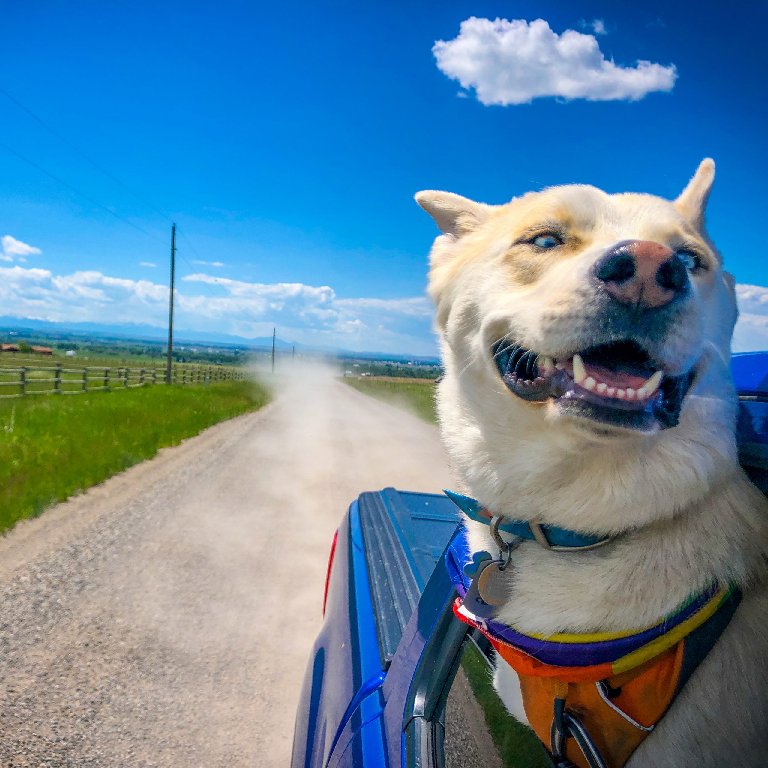 Bowie on his way to go hiking