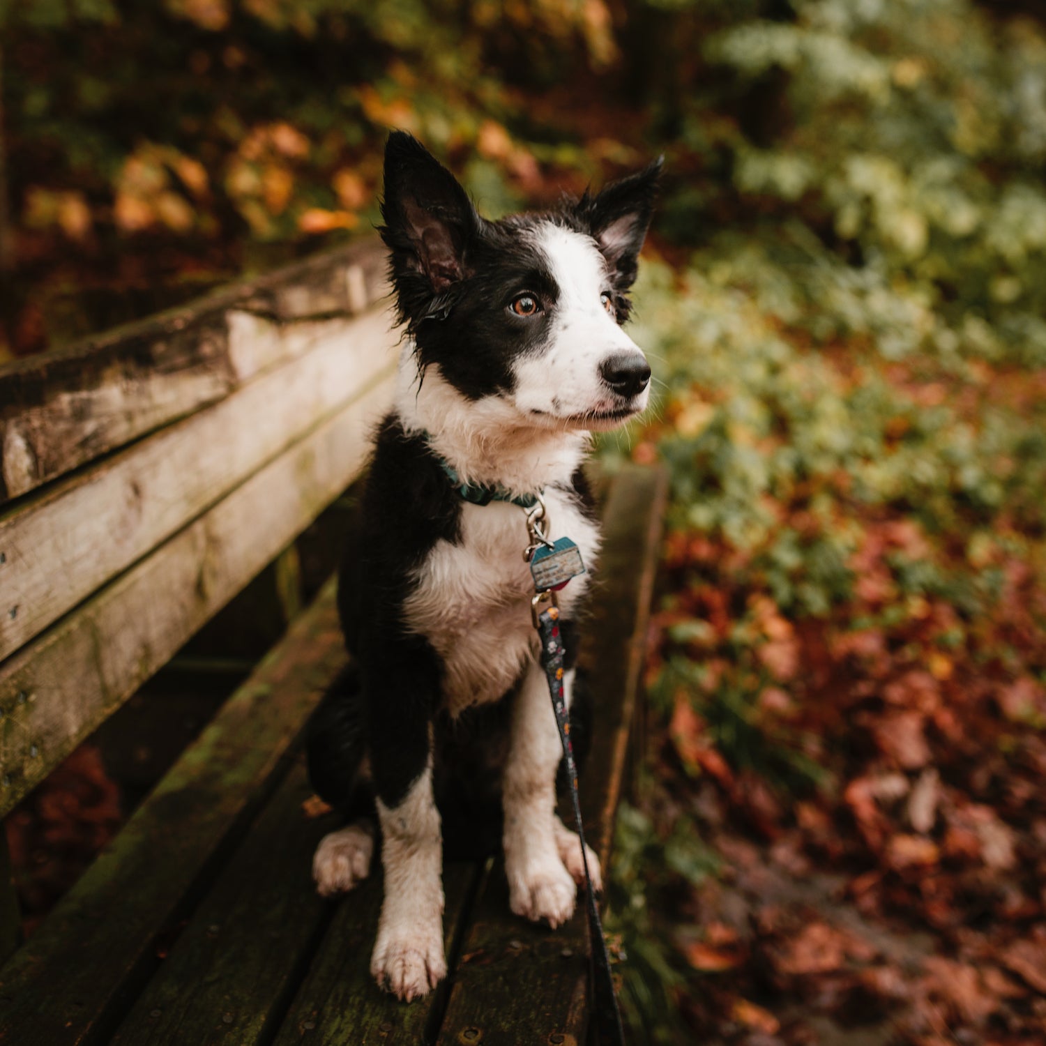 are dogs permitted in park