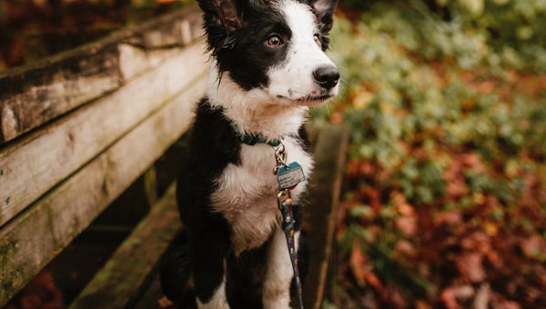 The parks that can be dog friendly typically are, as long as owners follow the National Park Service’s BARK Ranger principles: bag your pet’s waste, always leash your pet, respect wildlife, and know where you can go