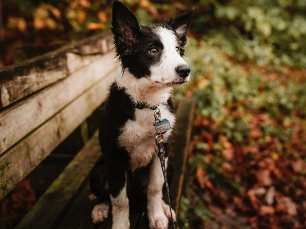The parks that can be dog friendly typically are, as long as owners follow the National Park Service’s BARK Ranger principles: bag your pet’s waste, always leash your pet, respect wildlife, and know where you can go