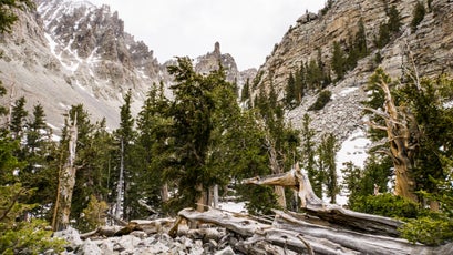 Gnarled bristlecones near Wheeler Peak